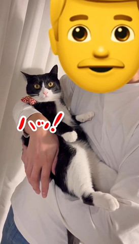 カメラ目線猫
