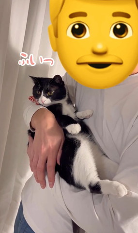 そっぽ向く猫