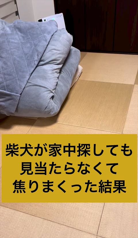 愛犬はどこ