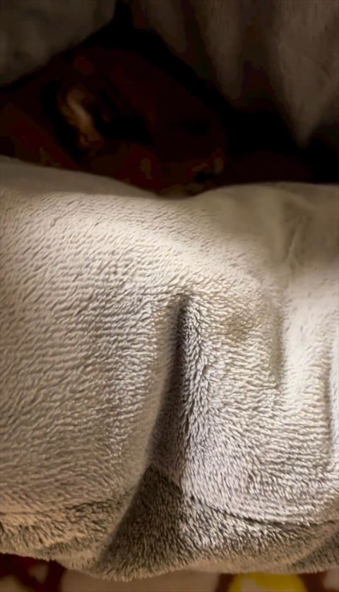 布団の隙間にワンコ頭