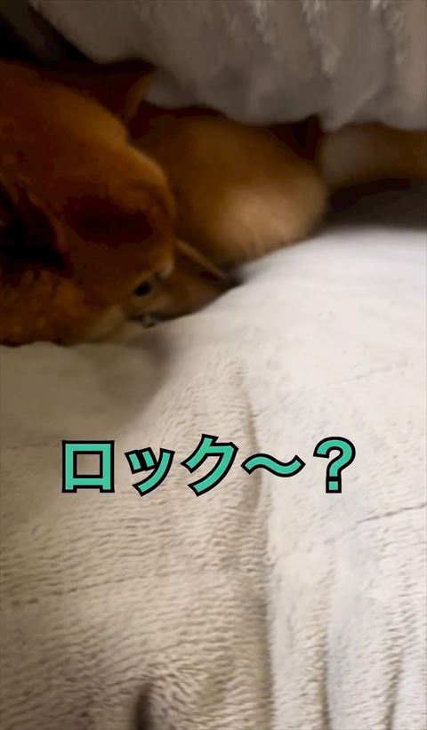 ロック〜テロップ