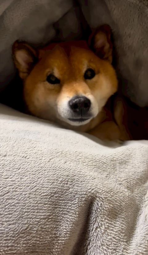 ふとんの間からカメラ目線ワンコ