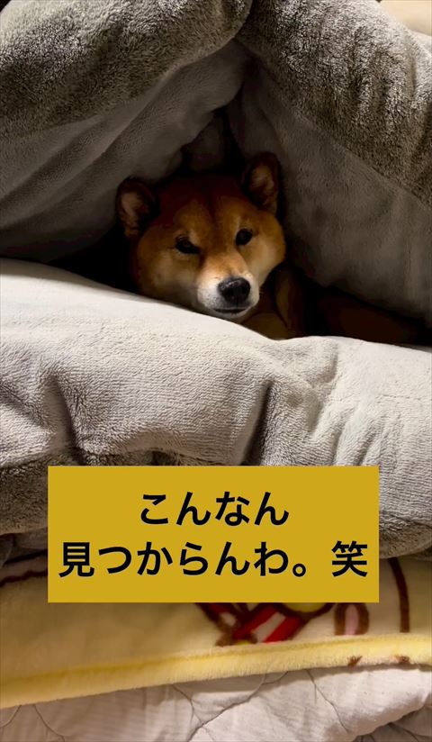 こんなん見つからんテロップ