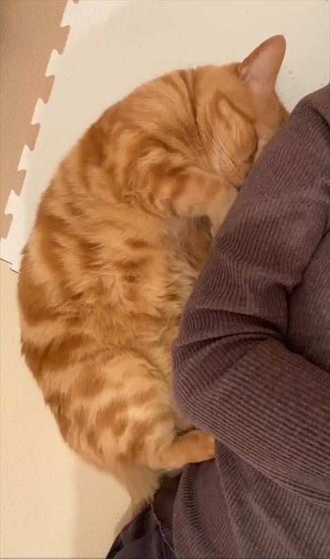 飼い主にくっついて寝る猫