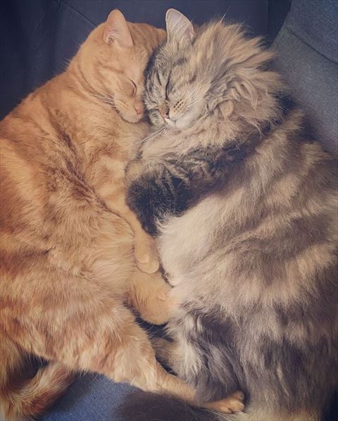 よりそって寝る猫