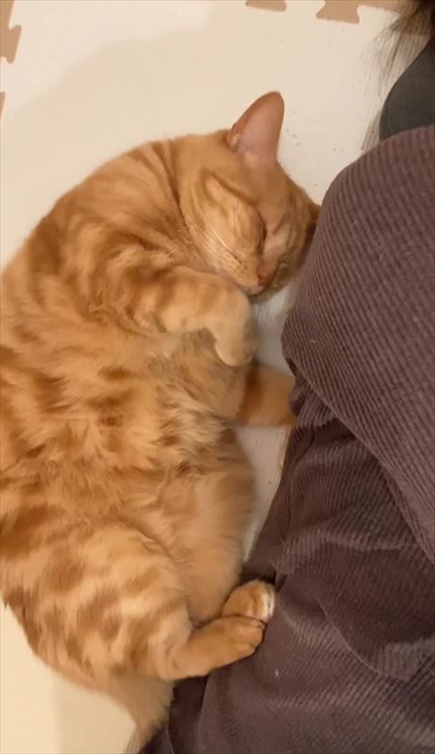 猫と飼い主距離あいてる