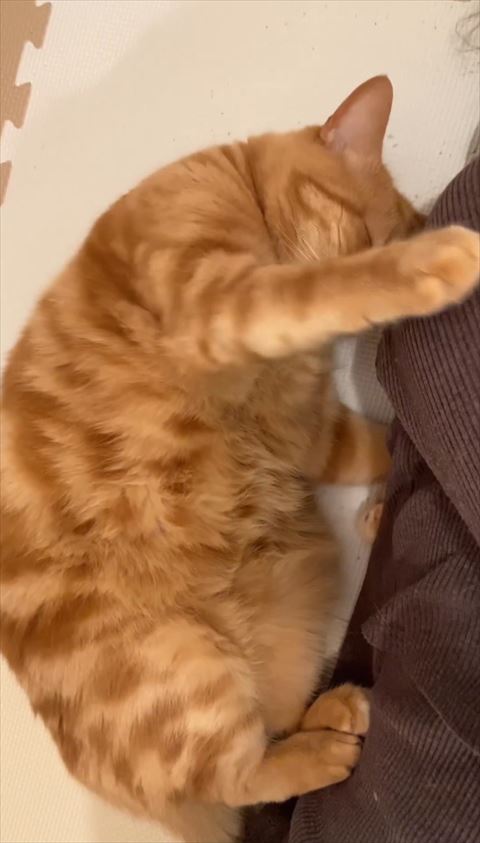 前足を伸ばす猫
