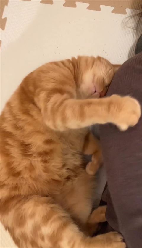 前足で飼い主抱き寄せる猫