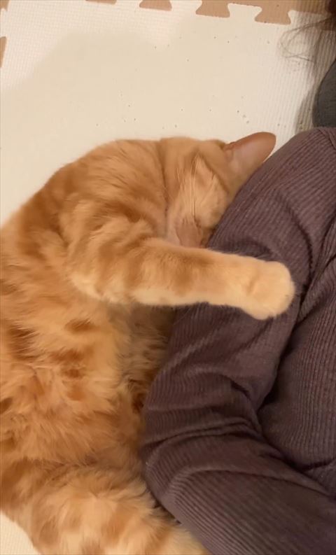 飼い主の腕に抱きついて寝る猫口元見える