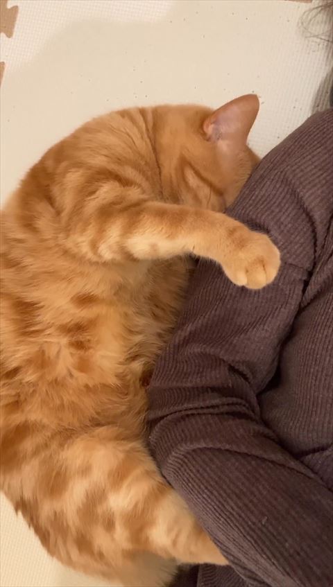 飼い主の腕に抱きついて寝る猫