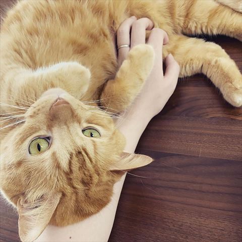 腕の上に寝転び見上げる猫