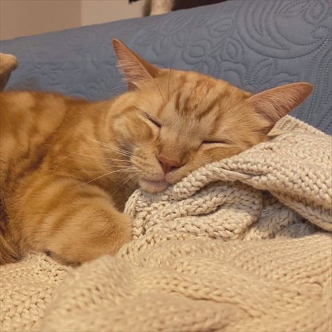 カーディガンの上で寝る猫