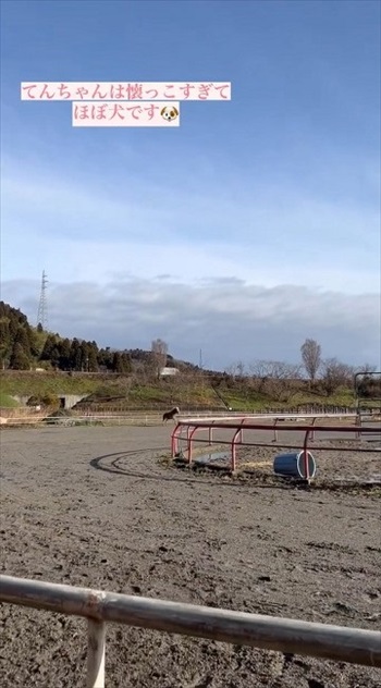 わんこなみに人懐っこい馬