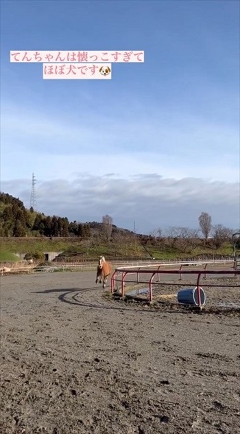 わんこなみに人懐っこい馬