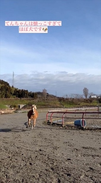 わんこなみに人懐っこい馬