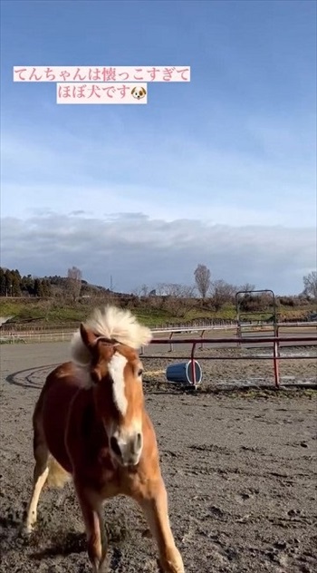わんこなみに人懐っこい馬