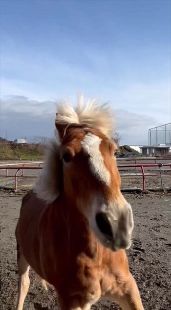 わんこなみに人懐っこい馬