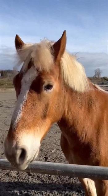 わんこなみに人懐っこい馬