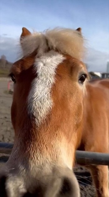 わんこなみに人懐っこい馬