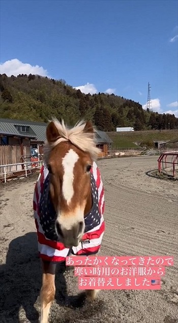 わんこなみに人懐っこい馬