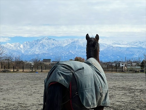 わんこなみに人懐っこい馬