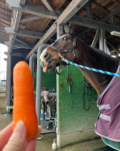 わんこなみに人懐っこい馬