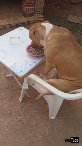 「Polite Pup Eats at Tiny Table || ViralHog」