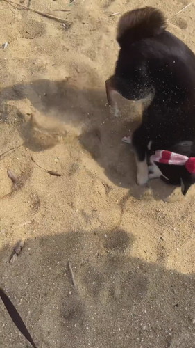 終わらない砂浜遊び