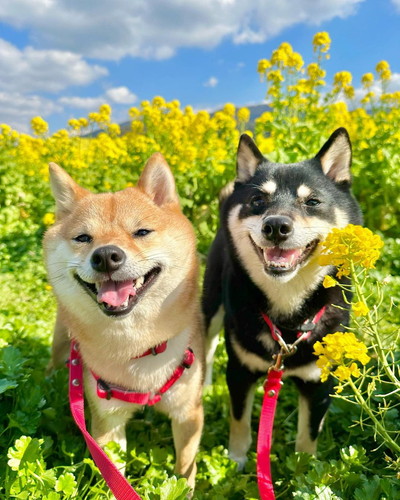 あさちゃんとのんちゃん