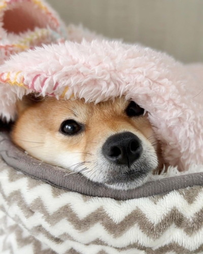 ぬくぬくなのんちゃん