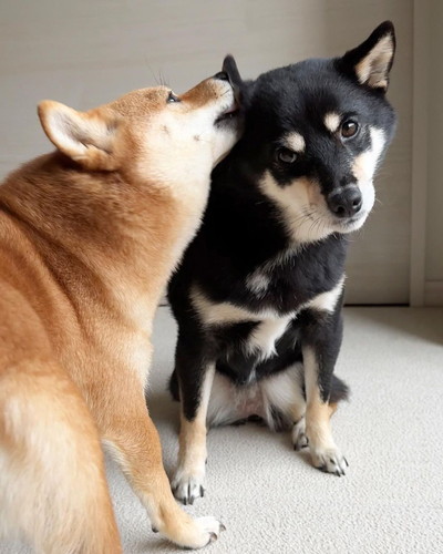 仲良しなあさちゃんとのんちゃん