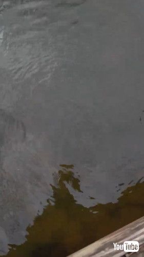 「Phone Takes A Swim In The River || ViralHog」