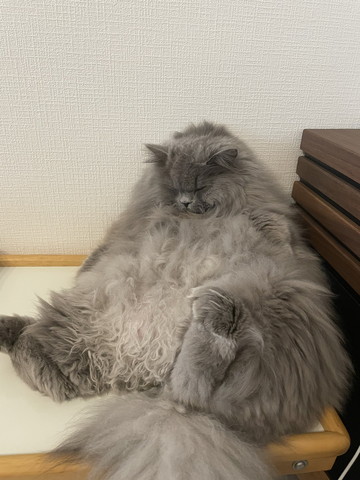 おじさん座りで寝る猫