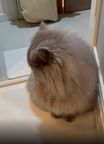 お風呂場で画面左見る猫