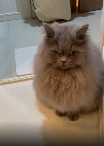 お風呂場でムスッと前を見る猫