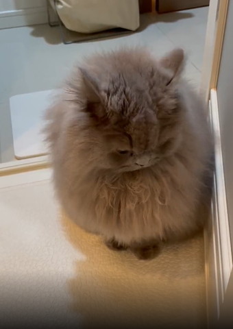 お風呂場で画面右下見る猫