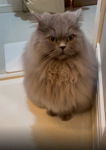 お風呂場で画面右上見る猫