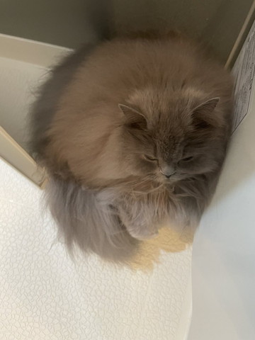 お風呂場で洗面器に入る猫上から