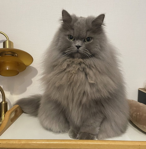 お座りしてる猫