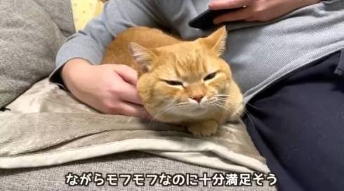モフモフされる猫
