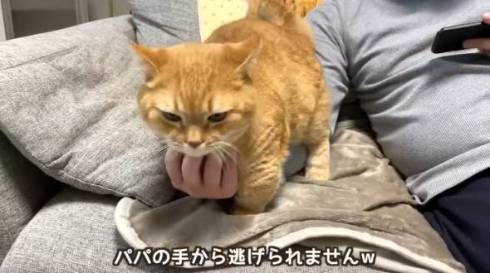 立ち上がる猫