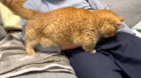 おひざへ向かう猫