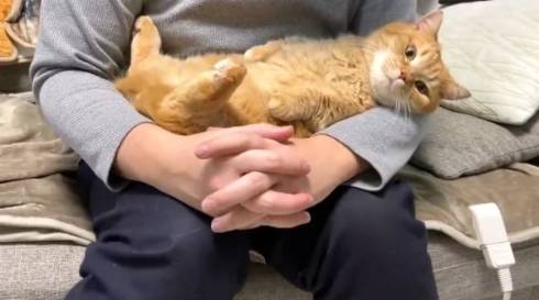 抱っこされる猫