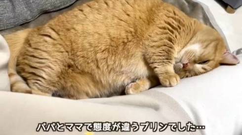 添い寝する猫