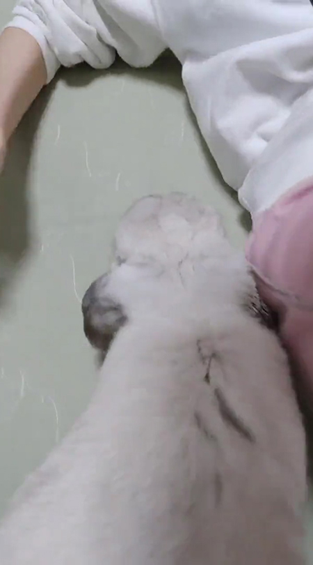 腕枕うさぎ