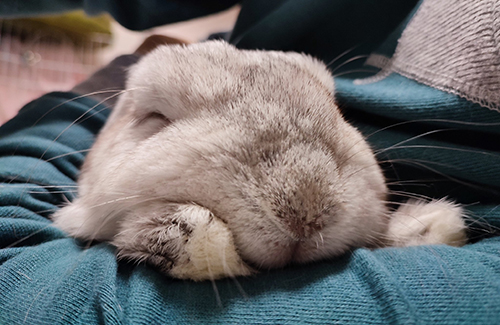 にこにこむみくん