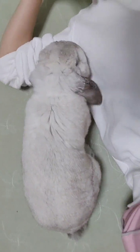 飼い主さんの側によるむきくん