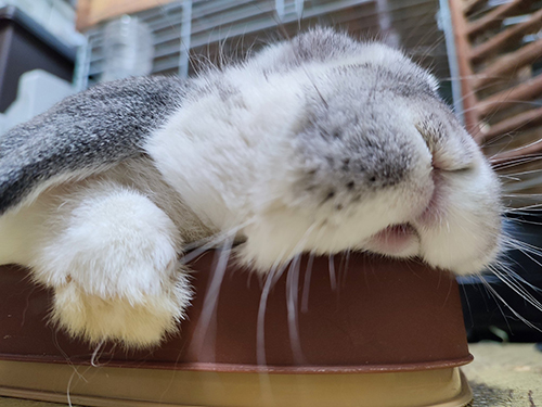 ほっぺたぷたぷ