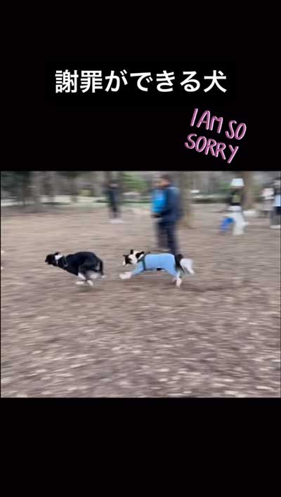 追いかけっこしていたワンコ