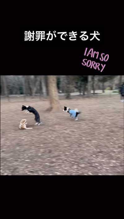 ぶつかったワンコ